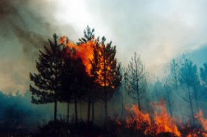 Sensores-moviles-para-prevenir-incendios-forestales